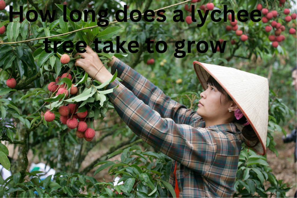 How long does a lychee tree take to grow 