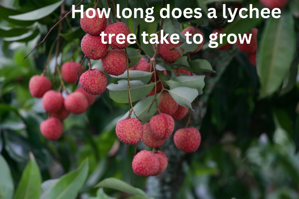 How long does a lychee tree take to grow 
